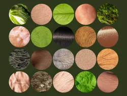 Imagen Vivir con el bosque